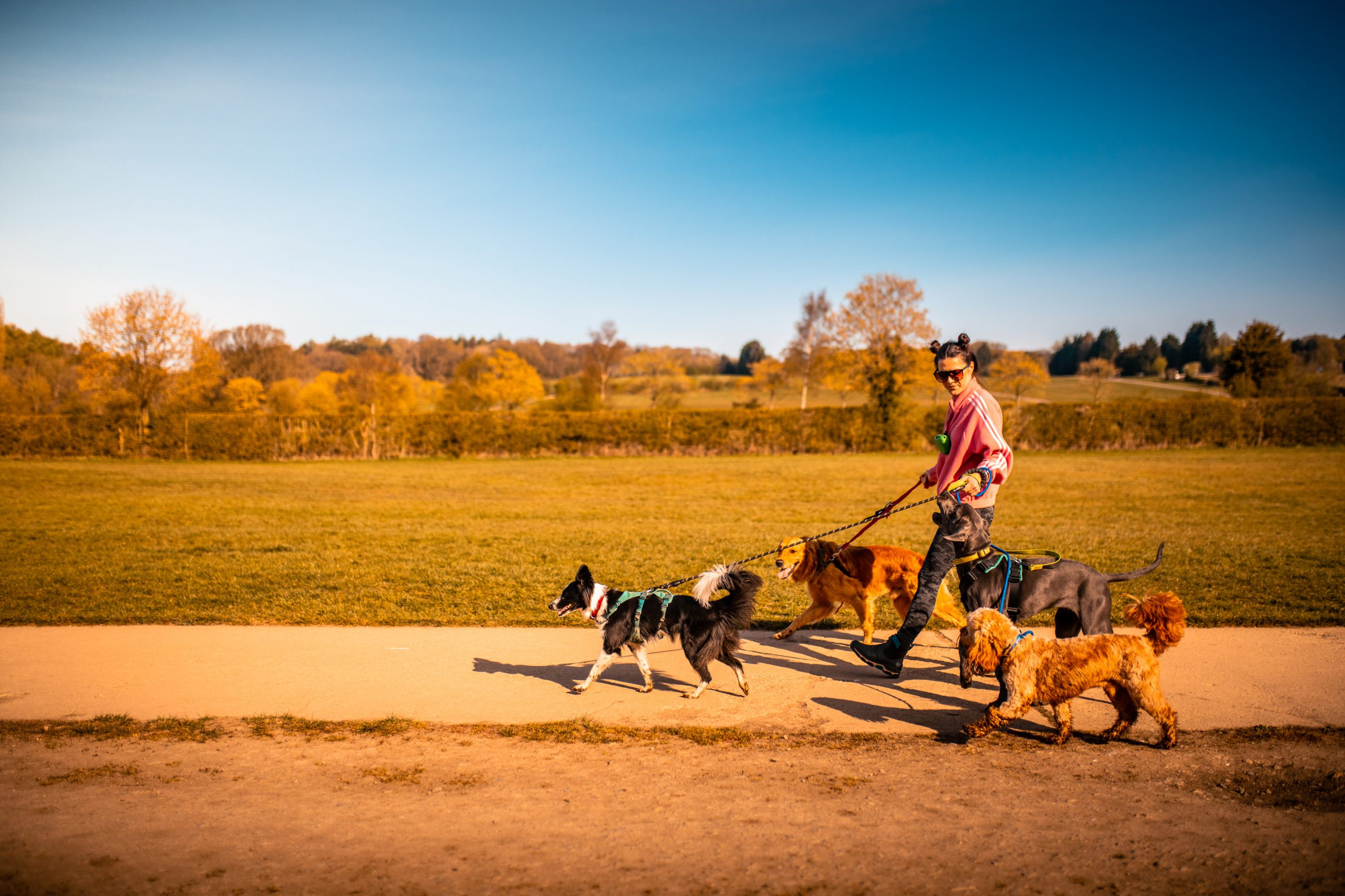 Dog Walking Services, Harrogate, North Yorkshire I'll Take The Lead